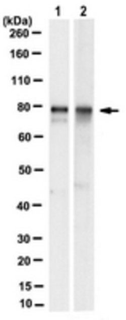 SCYL1 Rabbit anti-Human, Mouse, Polyclonal, MilliporeSigma:Antibodies:Primary